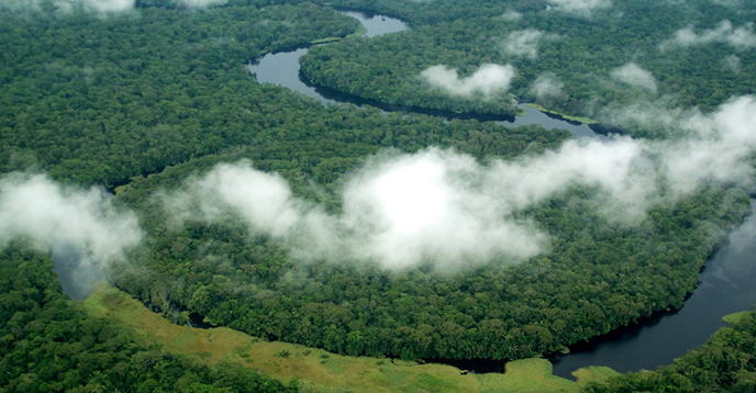 New study: How UNESCO's World Heritage forests play a vital role in mitigating climate change