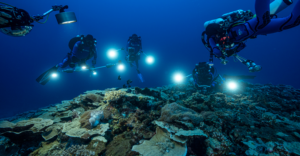 Rare coral reef discovered near Tahiti by a UNESCO mission