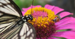 UNESCO x Guerlain Women for Bees programme celebrates World Bee Day